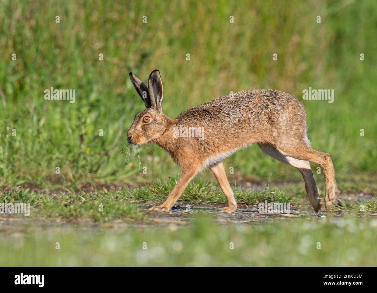 A Brown Hare running along a farm track , side on,  showing how it moves and its long legs . Suffolk , UK Stock Photo