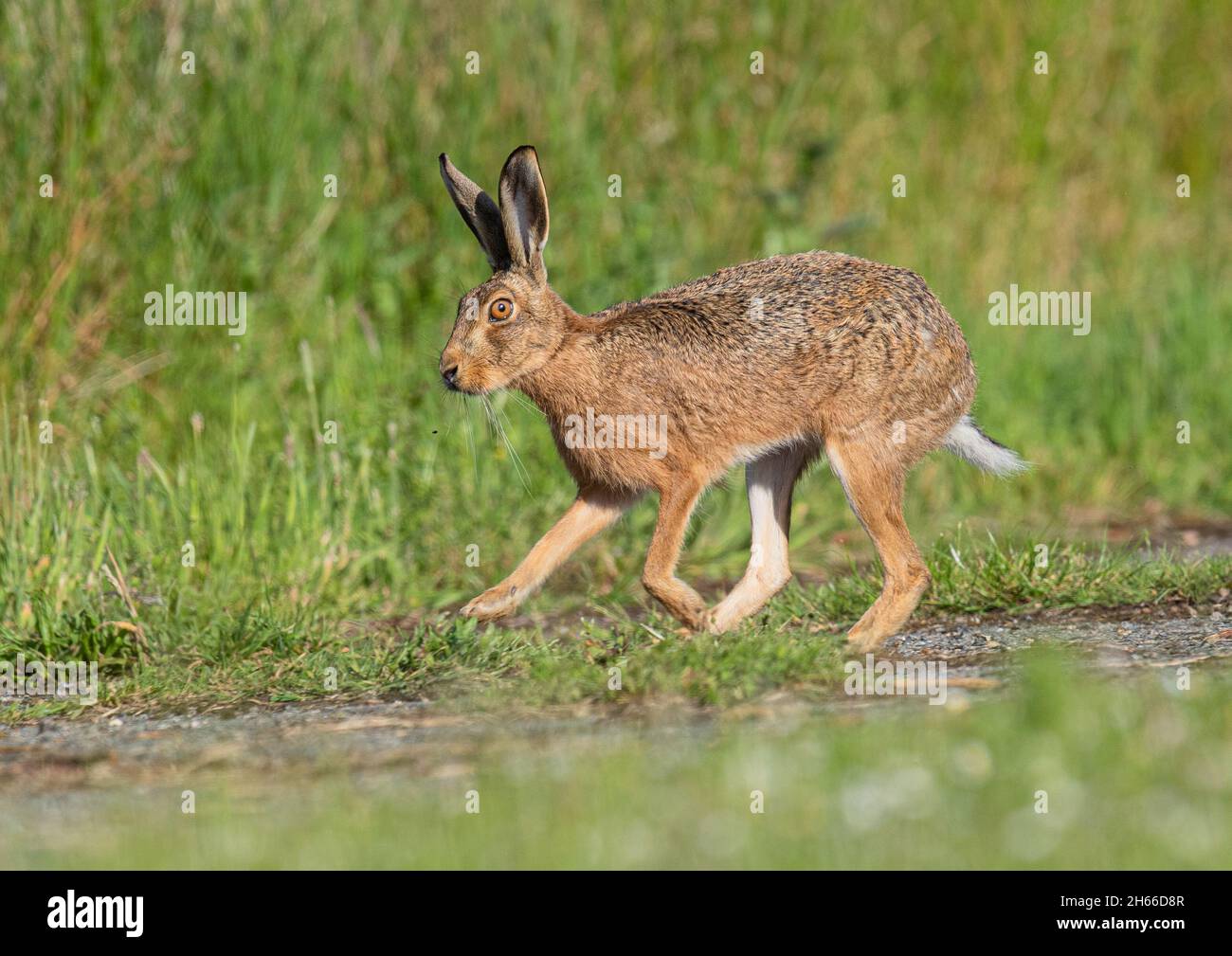 A Brown Hare running along a farm track , side on showing how it moves and its long legs . Suffolk , UK Stock Photo