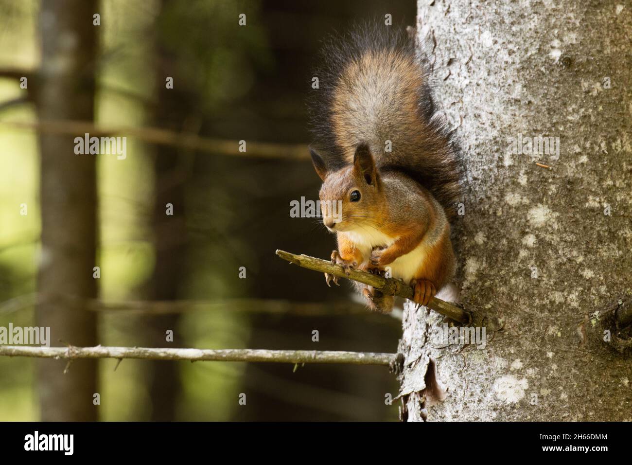 Active Eurasian red squirrel, Sciurus vulgaris stopping on a Spruce