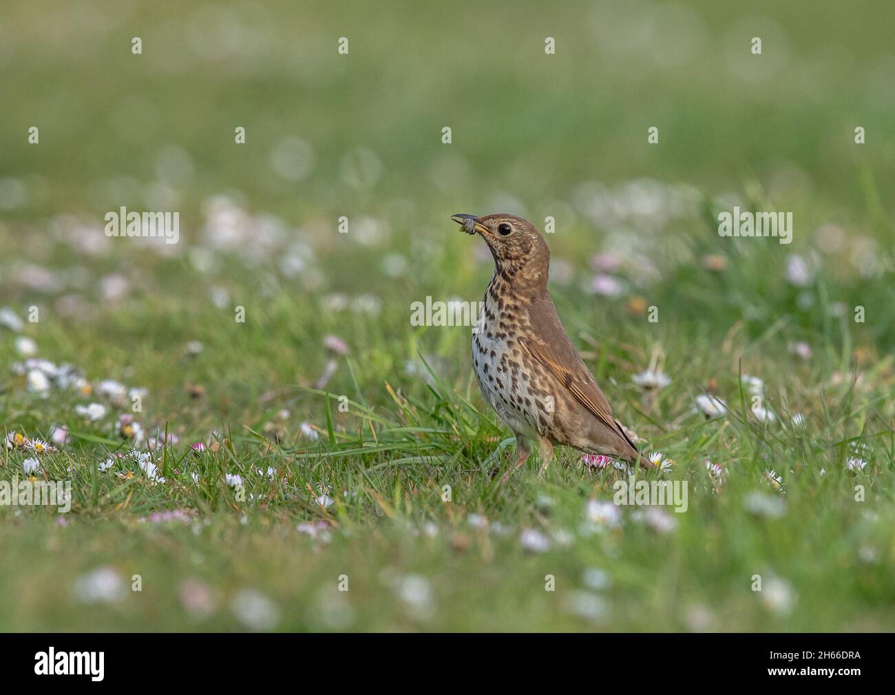 A song thrush( Turdus philomelos ) with a juicy grey caterpillar feeding in a field of daisies . Suffolk UK. Stock Photo