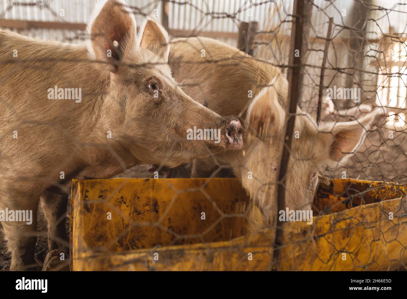 Pigs feeding from dirty yellow container seen through chainlink fence in  pen Stock Photo - Alamy