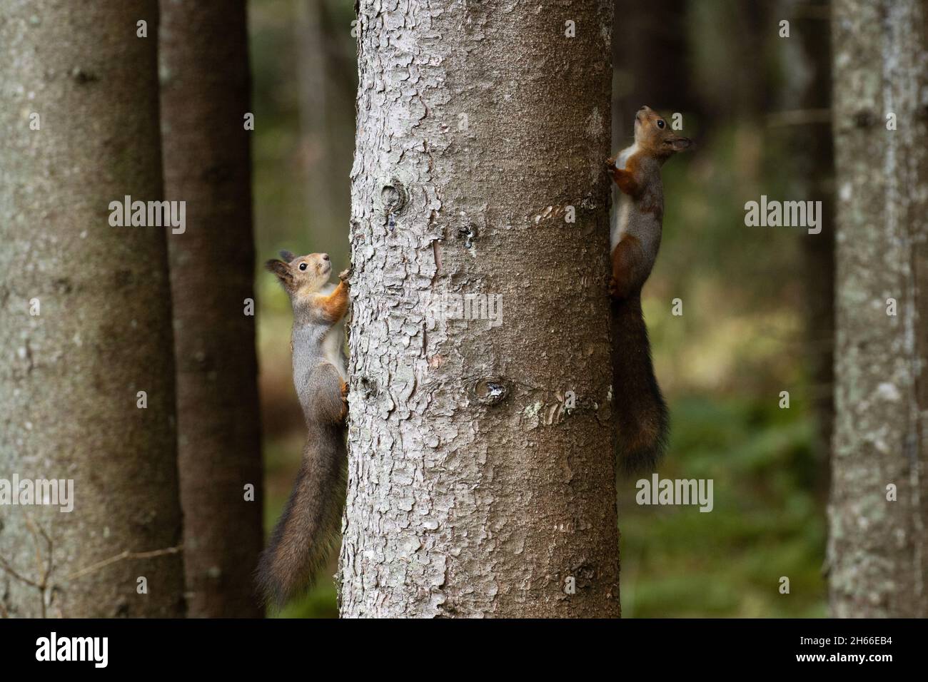 Two Eurasian red squirrels, Sciurus vulgaris fighting over territory on