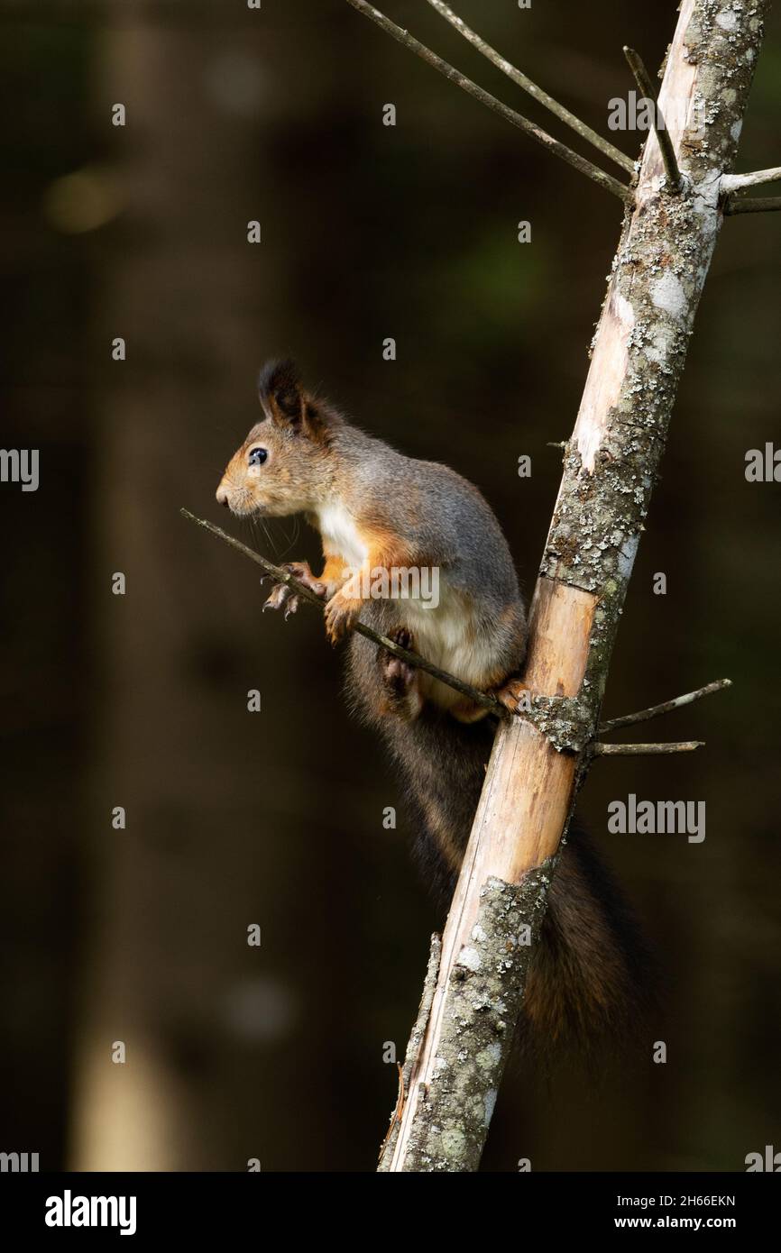 Active Eurasian red squirrel, Sciurus vulgaris stopping on a Spruce
