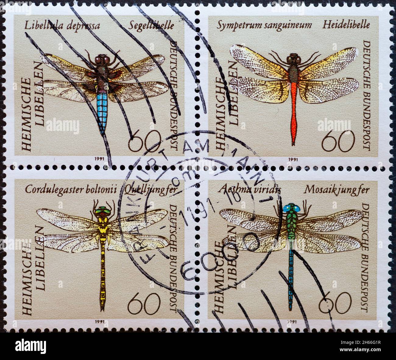 GERMANY - CIRCA 1991 a postage stamp from Germany, showing Large dragonflies in the overprint of stamps. Libellula depressa, Cordulegaster boltonii, S Stock Photo