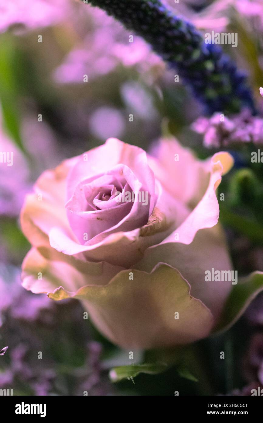 A cut flower arrangement with a lilac colour theme Stock Photo Alamy