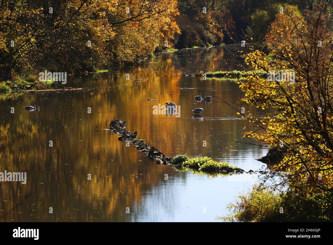 Herbst am Fluss. Weiße Schwäne schwimmen in der Vils in  Amberg, Oberpfalz, Bayern, Deutschland Stock Photo