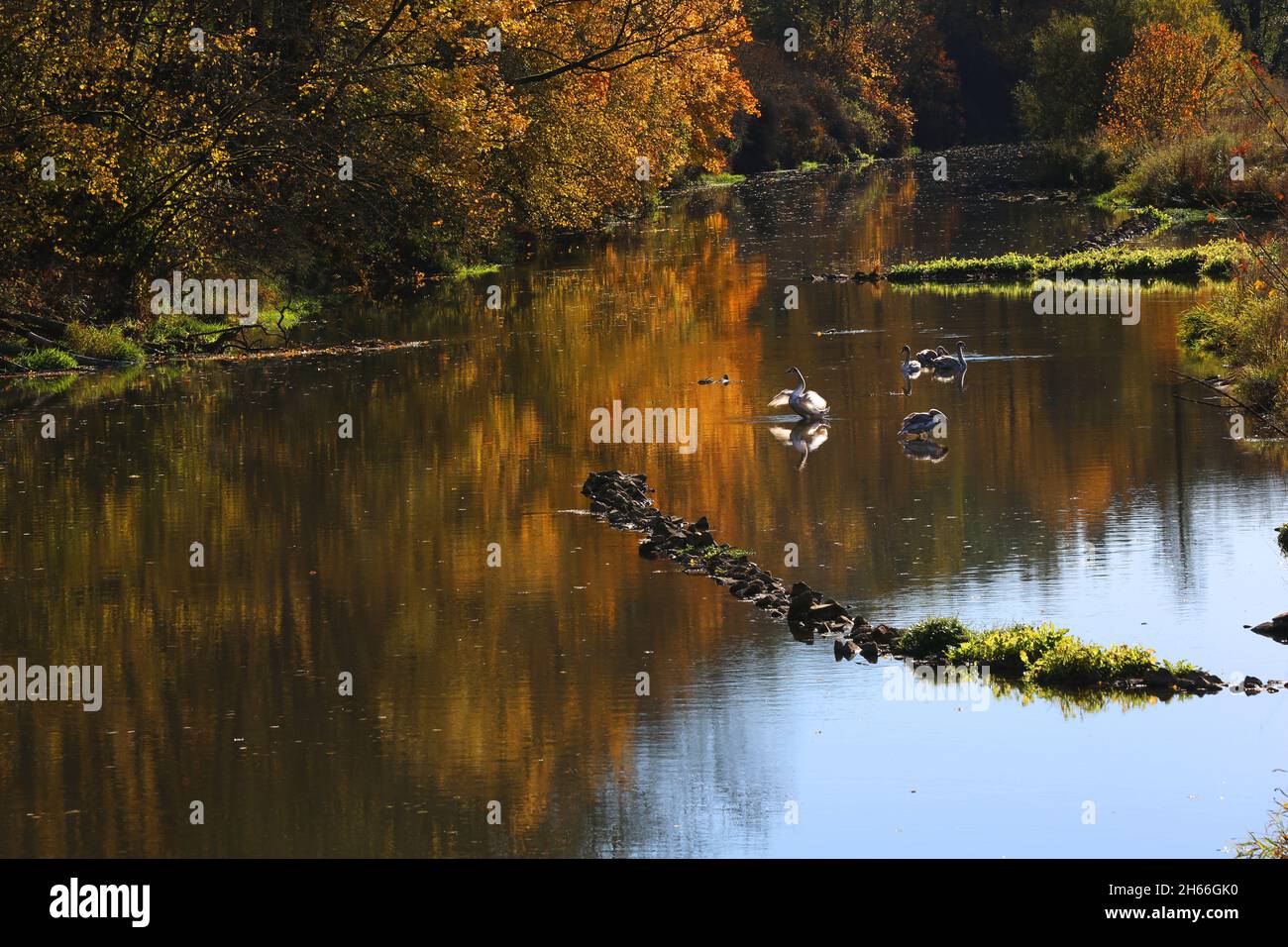 Herbst am Fluss. Weiße Schwäne schwimmen in der Vils in  Amberg, Oberpfalz, Bayern, Deutschland Stock Photo