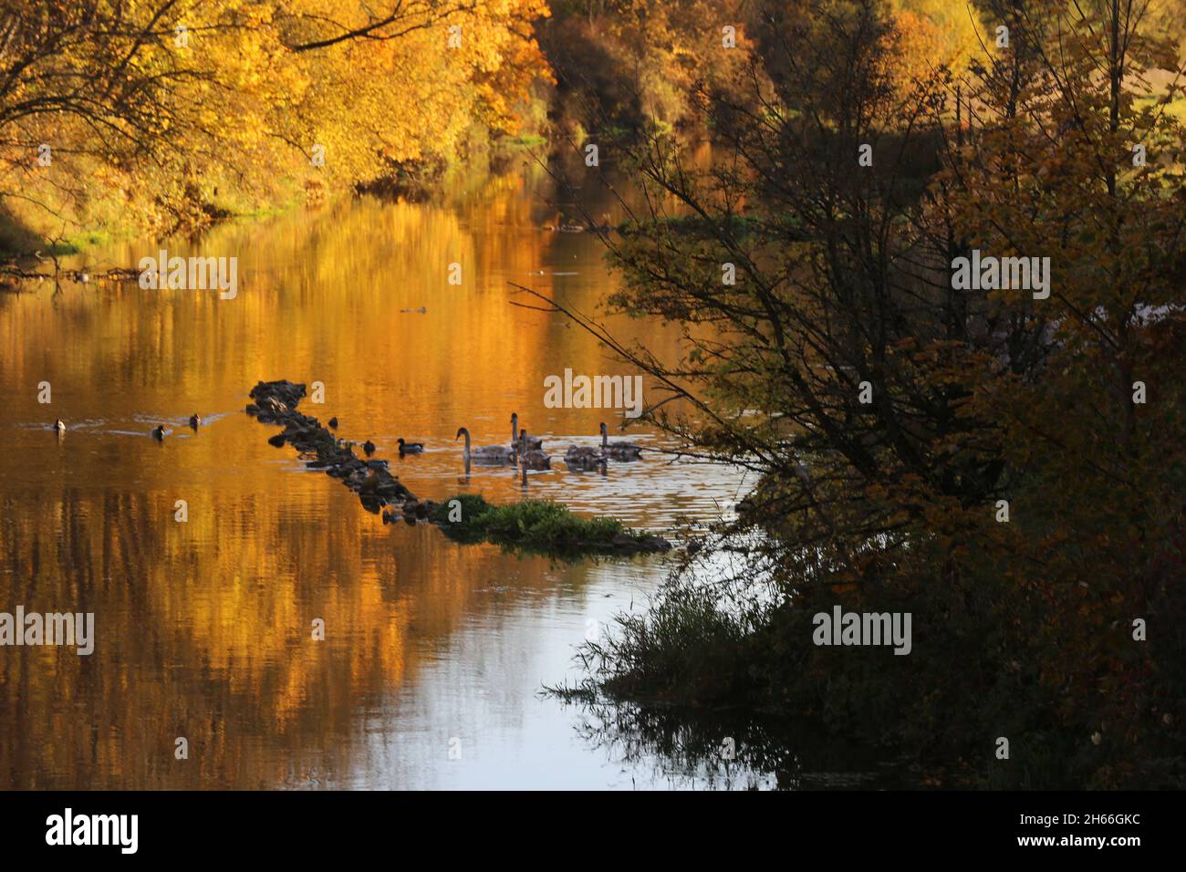 Herbst am Fluss. Weiße Schwäne schwimmen in der Vils in  Amberg, Oberpfalz, Bayern, Deutschland Stock Photo