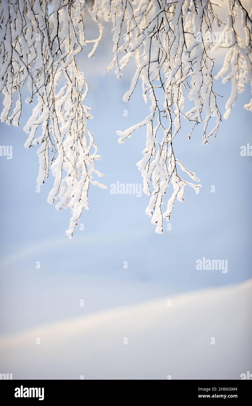 Snow and frost covered birch tree (Betula pendula) branches against fresh snow backgound. Selective focus and shallow depth of field. Stock Photo