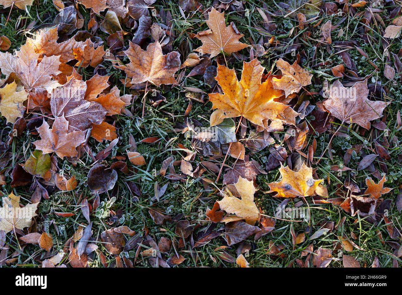 Colorful autumnal tree leaves on the ground covered with morning frost. Stock Photo