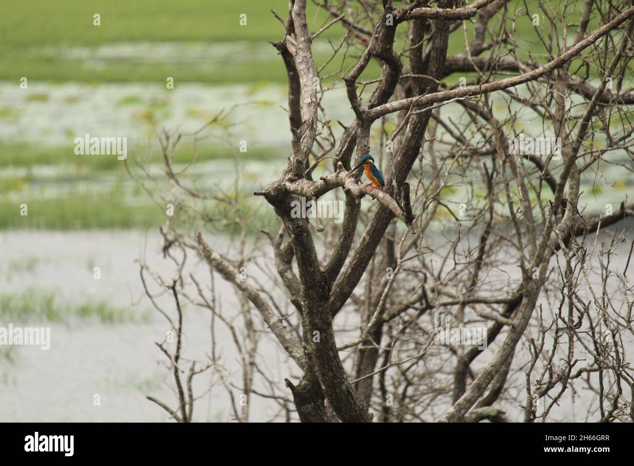 The beautiful uniqueness of nature Stock Photo - Alamy