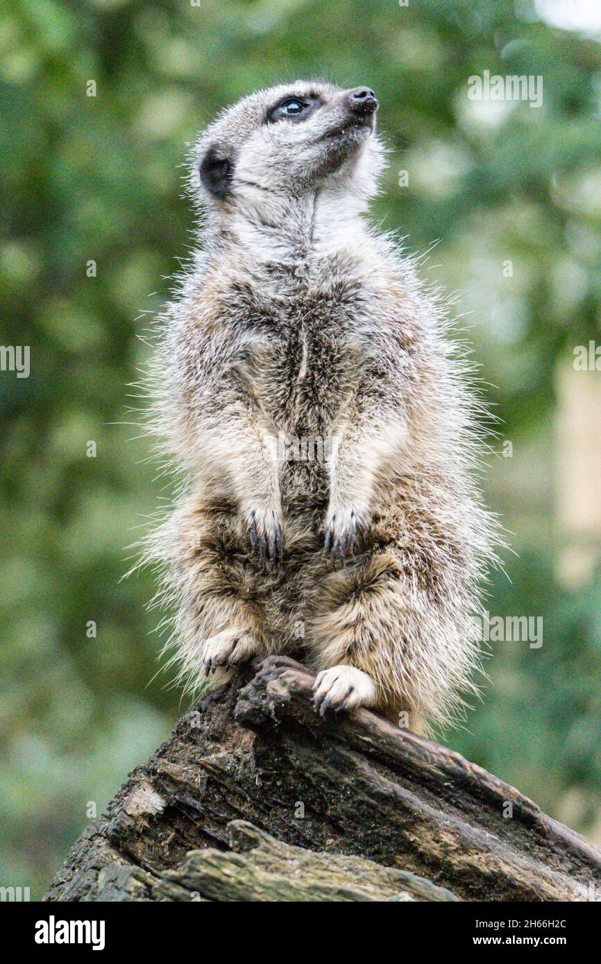 Meerkat standing alert on wooden log in natural habitat Stock Photo