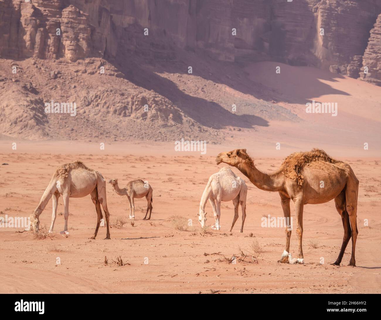 Camels grazing in Wadi Rum desert, Jordan Stock Photo - Alamy