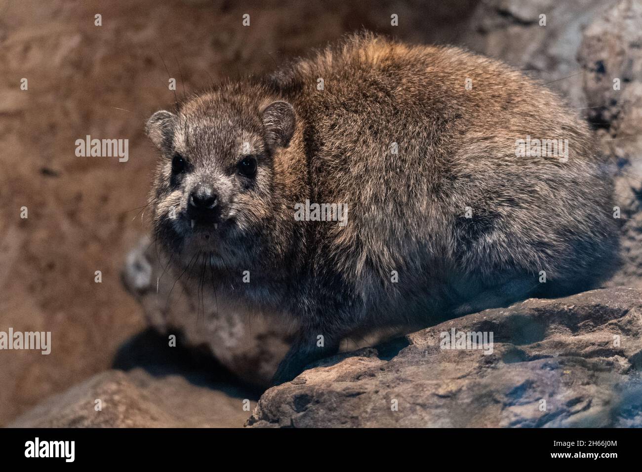 Rock hyrax resting on rocky outcrop in natural habitat Stock Photo