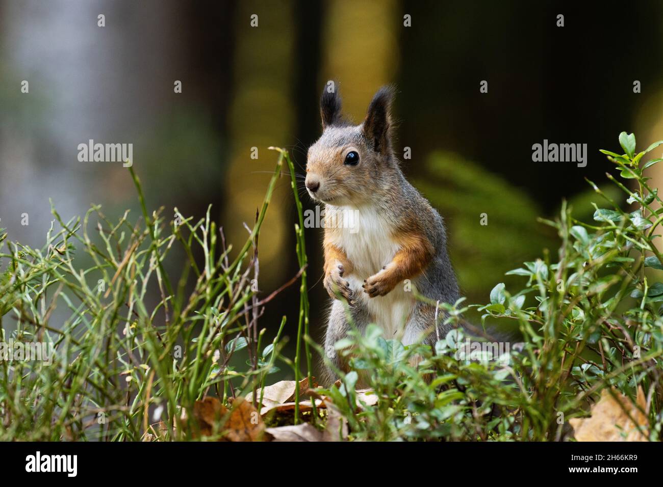 Eurasian red squirrel, Sciurus vulgaris standing in the middle of