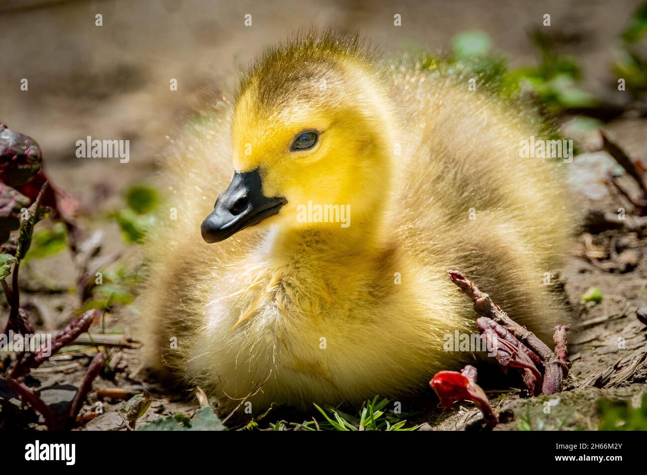 Canada goose gosling hi-res stock photography and images - Alamy