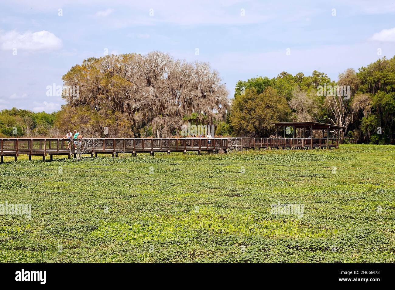 boardwalk, La Chua Trail, water vegetation, people, trees, exploring nature, wet prairie, Paynes Prairie State Park, Micanopy, FL, Florida, spring, ho Stock Photo