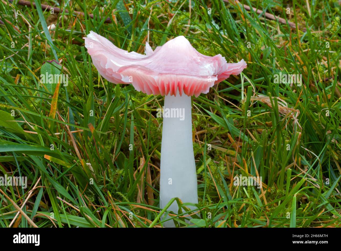 Porpolomopsis calyptriformis (pink waxcap) is a rare fungus of ancient, unimproved grasslands. This one was found in Nant Ffrancon in Snowdonia. Stock Photo