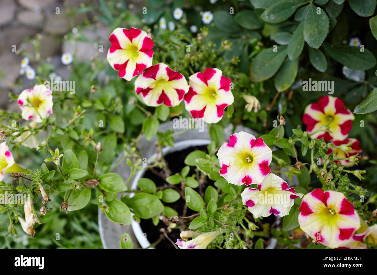 Petunia, Red white Petunias in the pot. Vintage or rural garden design ...