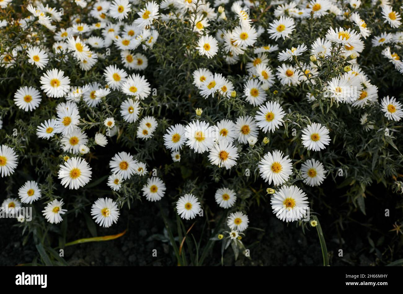 Cluster of white aster flowers in city park. Autumn beauty in the