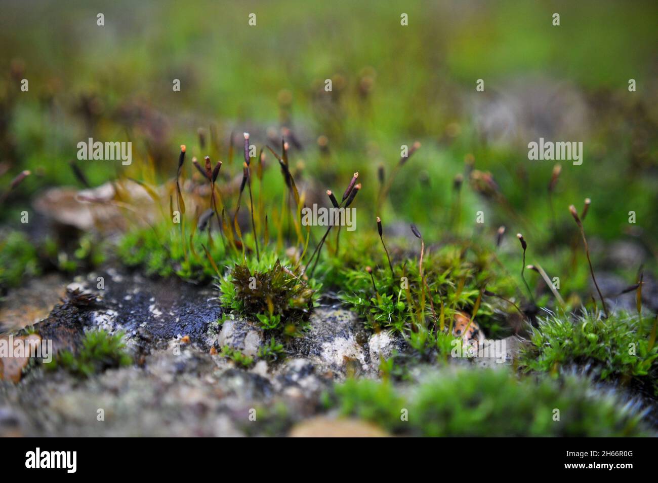 Wall screw moss (Tortula muralis), growing on top of a concrete wall. England, UK Stock Photo