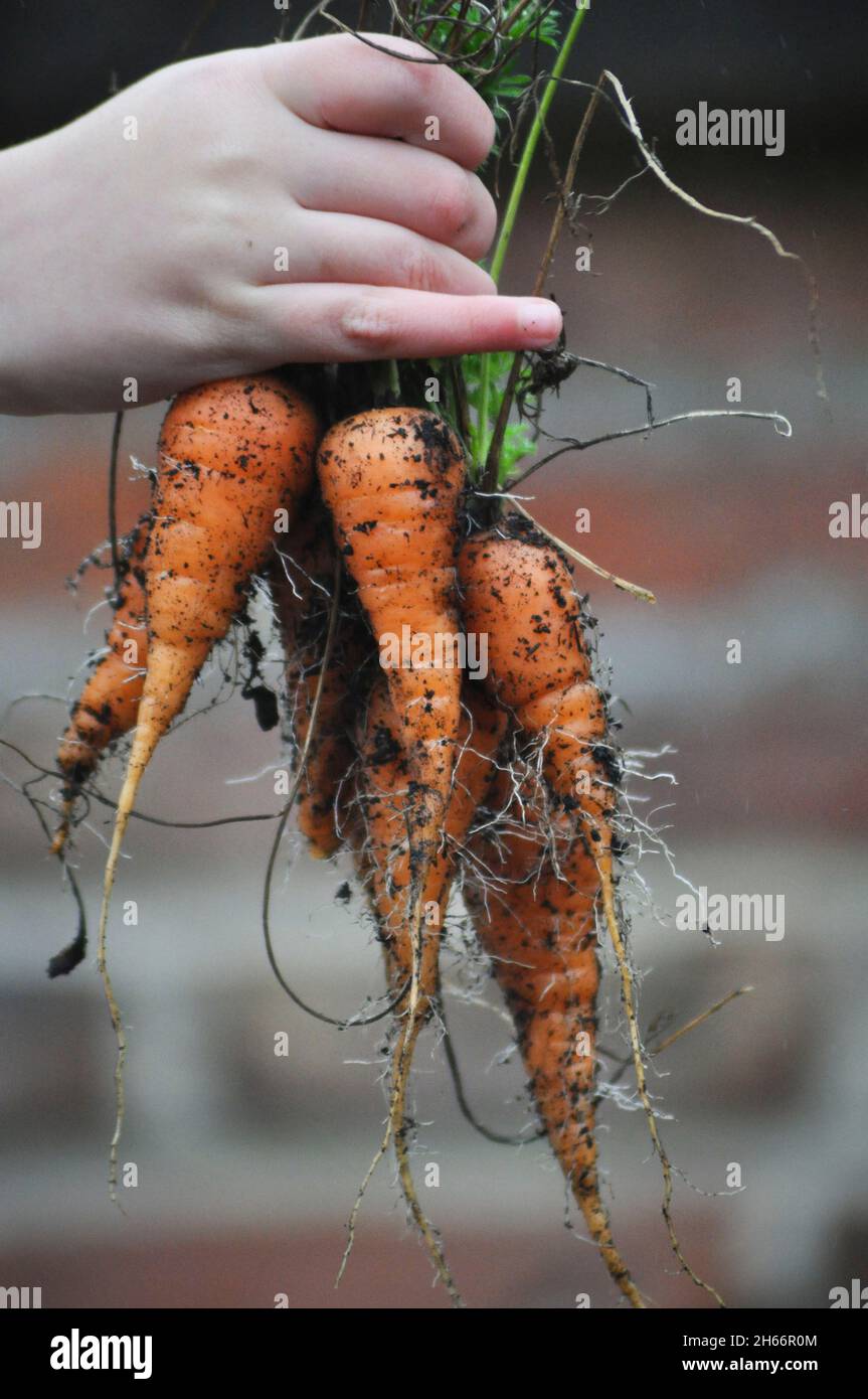 Freshly pulled carrots being held by a child set against an old brick wall Stock Photo