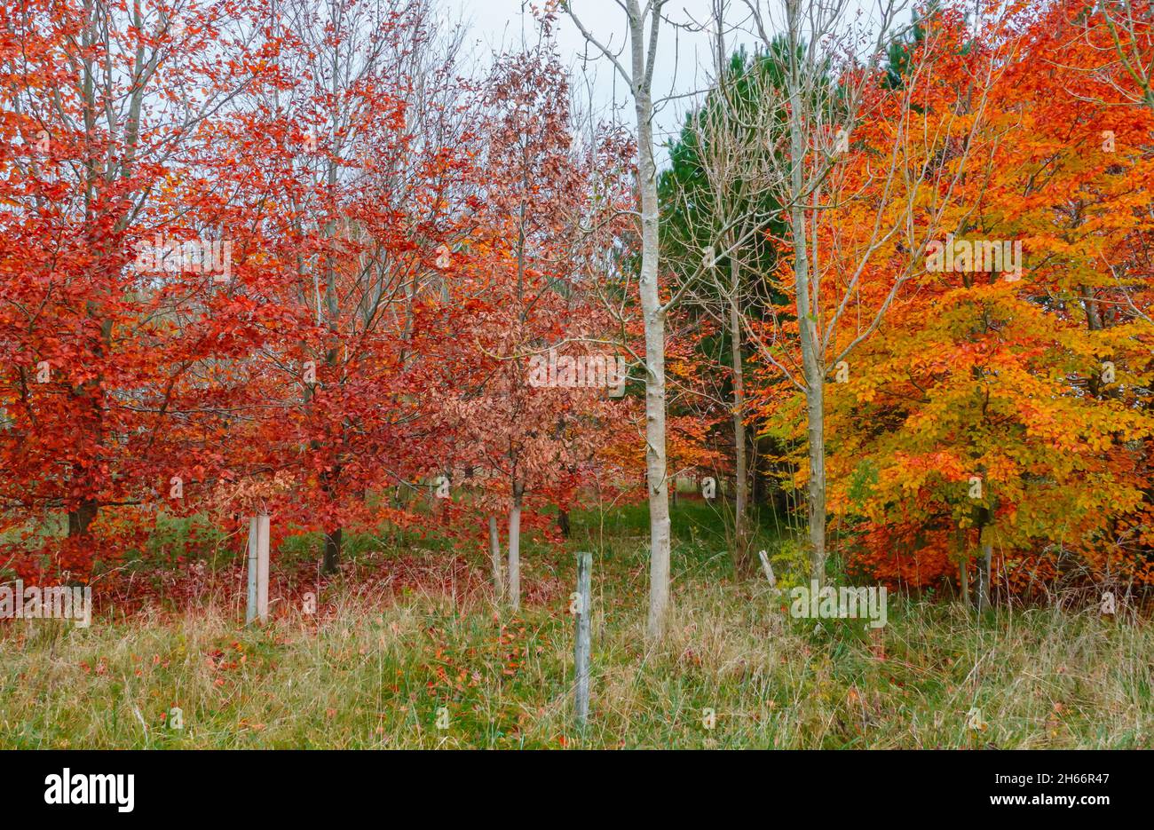 autumnal leaves with red, copper, orange and yellow leaves on small tree branches Stock Photo
