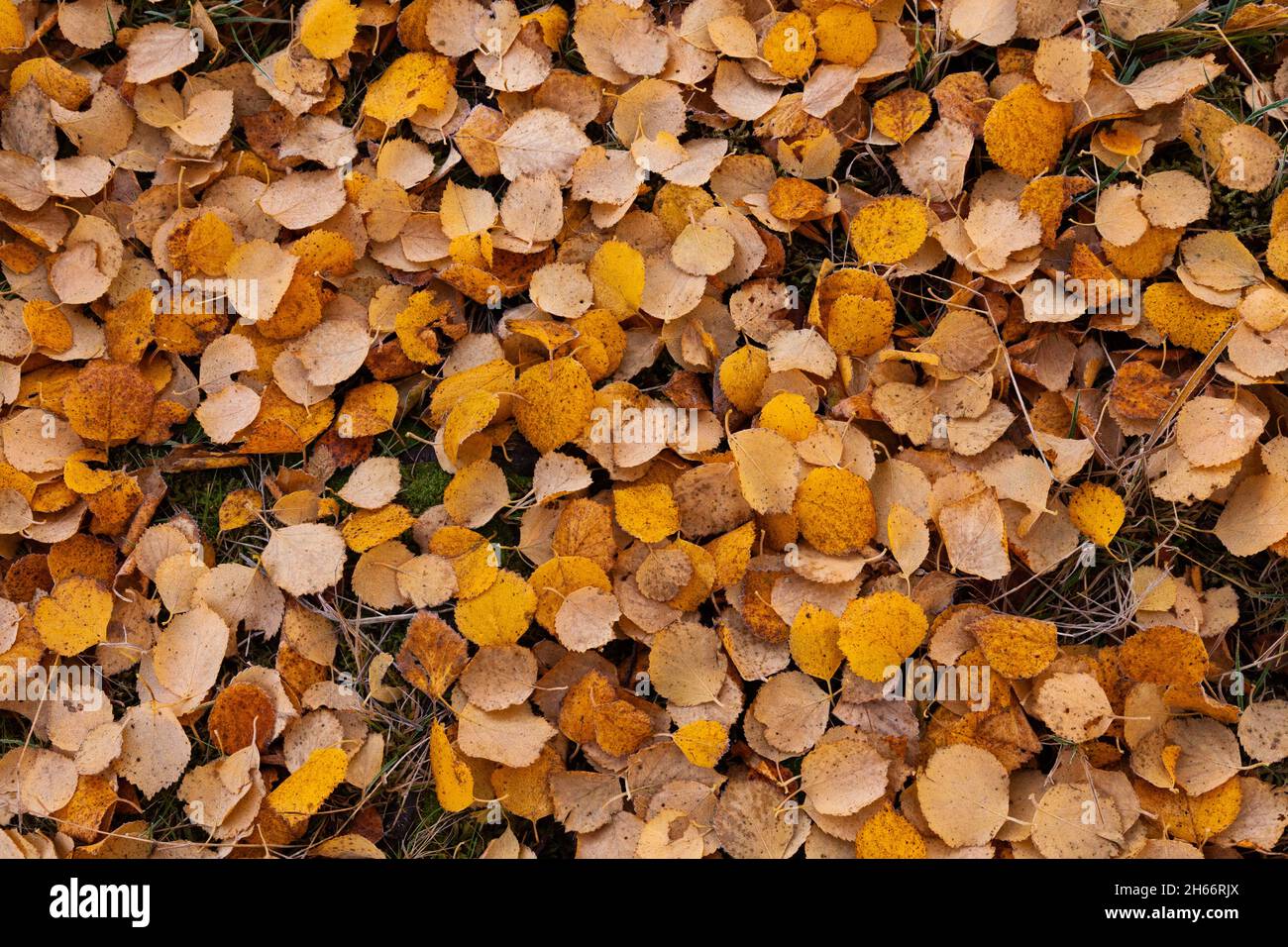 A carpet of fallen colorful Silver birch, Betula pendula leaves covering the ground during autumn foliage. Stock Photo