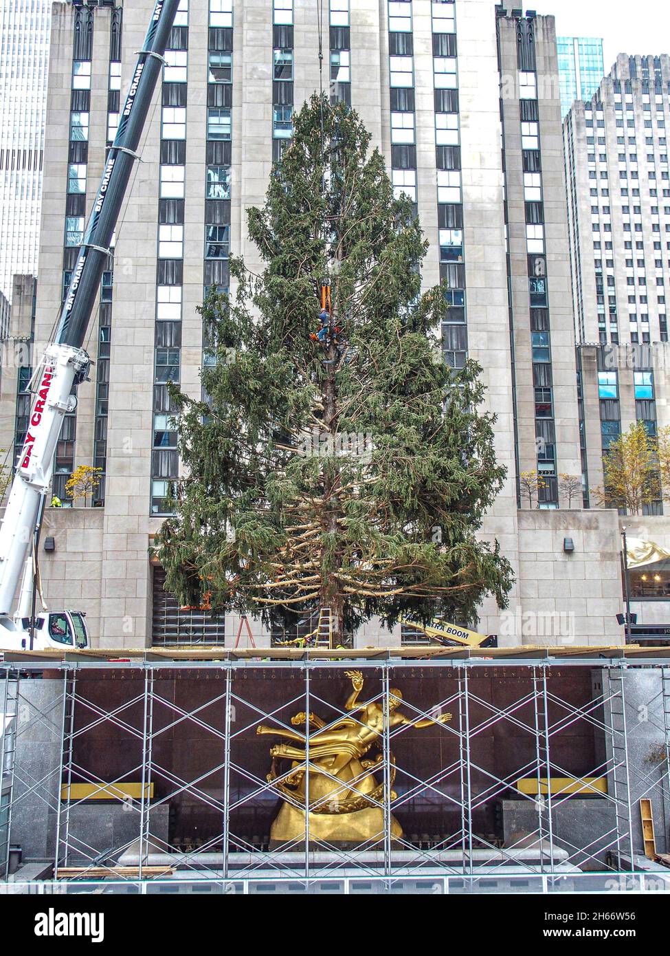 News – York Christmas Trees