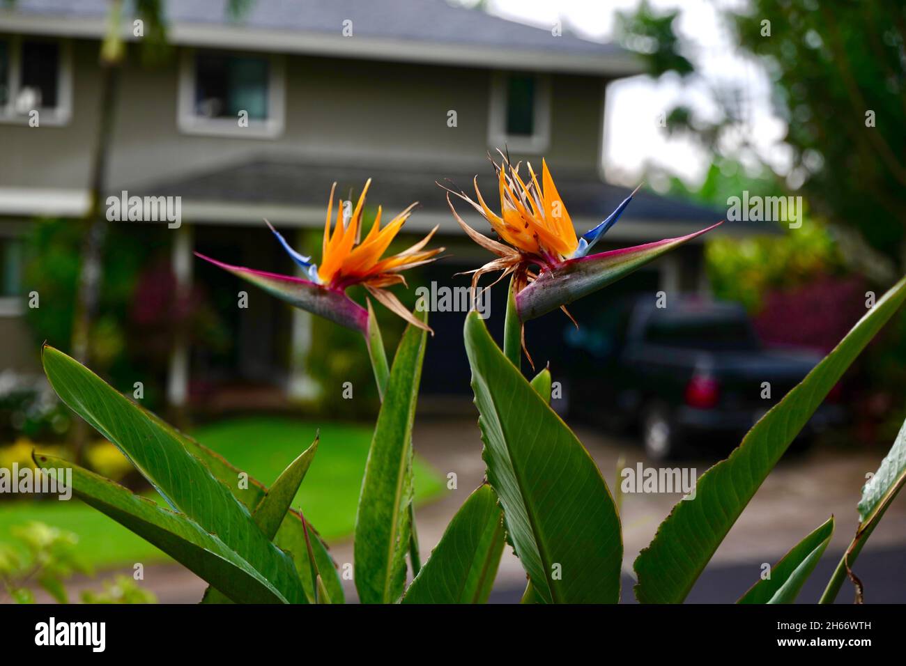 Bird of paradise flower in Kalaheo on Kauai, Hawaii Stock Photo Alamy