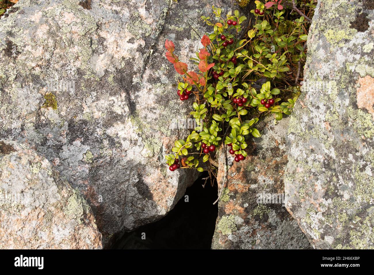 Lingonberry, Vaccinium vitis-idaea growing on a rock in Northern Finland. Stock Photo
