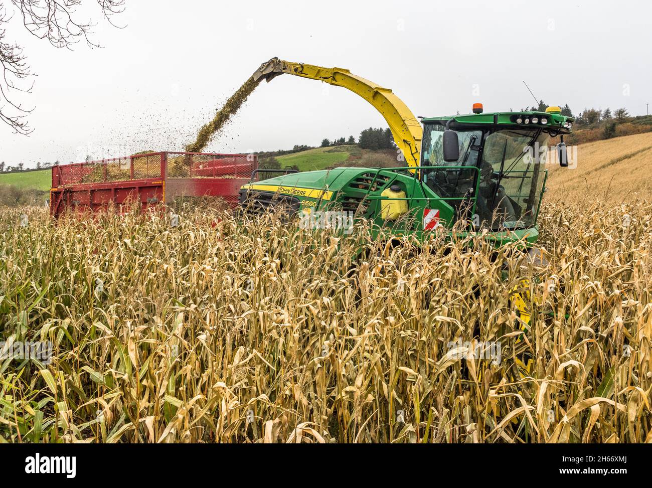 Farran, Cork, Ireland. 13th November, 2021.Niall Canty of CCS Contractors harvesting Maize on the farm of John McSweeney at Farran, Co. Cork, Ireland.  - Picture; David Creedon / Alamy Live News Stock Photo