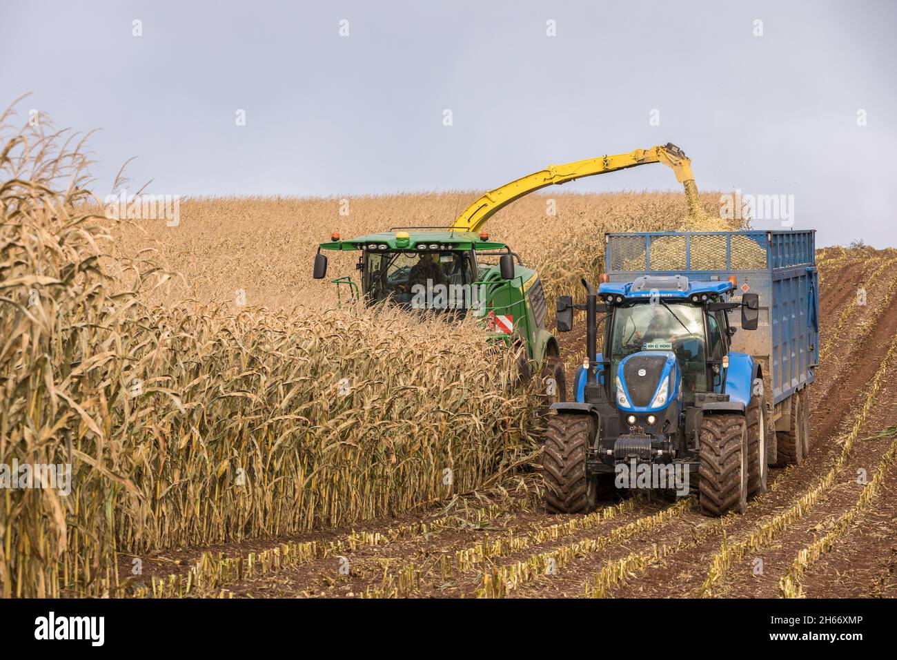 Farran, Cork, Ireland. 13th November, 2021.Niall Canty and Denis Crowley of CCS Contractors harvesting Maize on the farm of John McSweeney at Farran, Co. Cork, Ireland.  - Picture; David Creedon / Alamy Live News Stock Photo