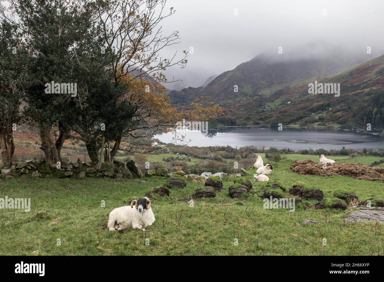 Healy Pass, Kerry, Ireland. 13th November, 2021. Scotch sheep wandering the mountains on the Healy Pass, Co. Kerry, Ireland. - Picture; David Creedon Stock Photo