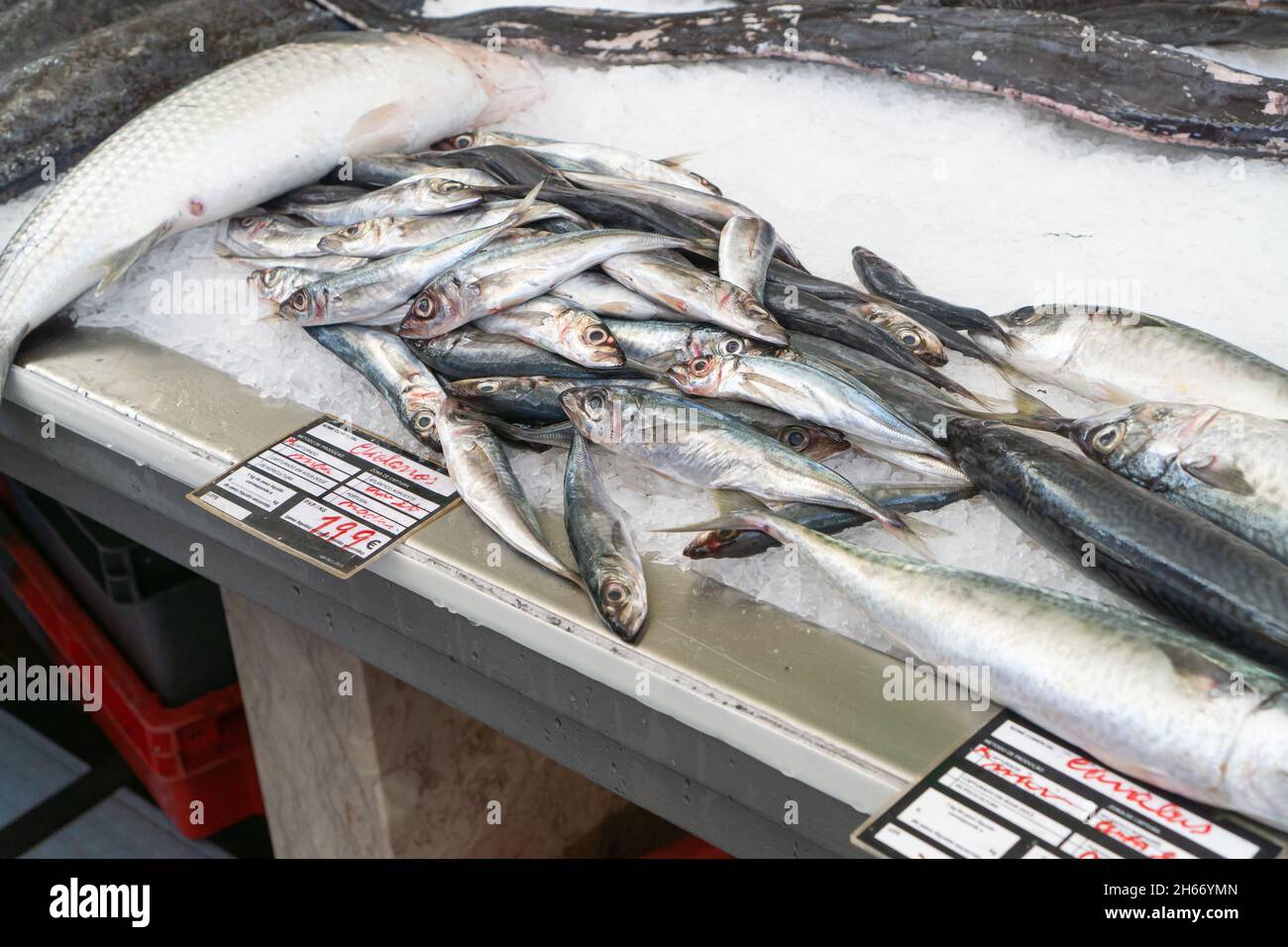 Closeup shot of Freshly caught fish at the fish market Stock Photo