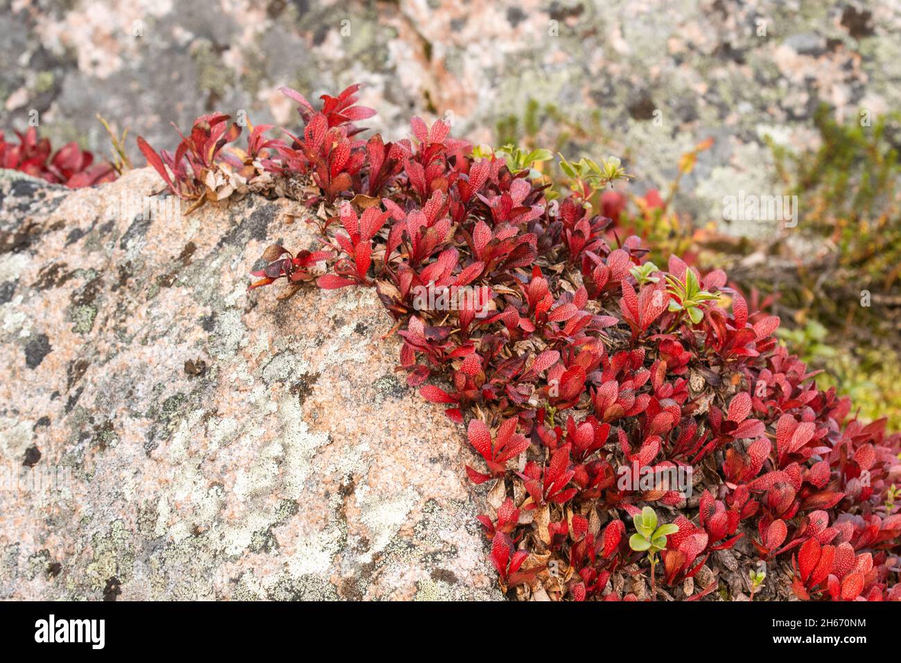 A carpet of vibrant red Alpine bearberry, Arctous alpina during autumn foliage in Finnish Lapland, Northern Europe. Stock Photo