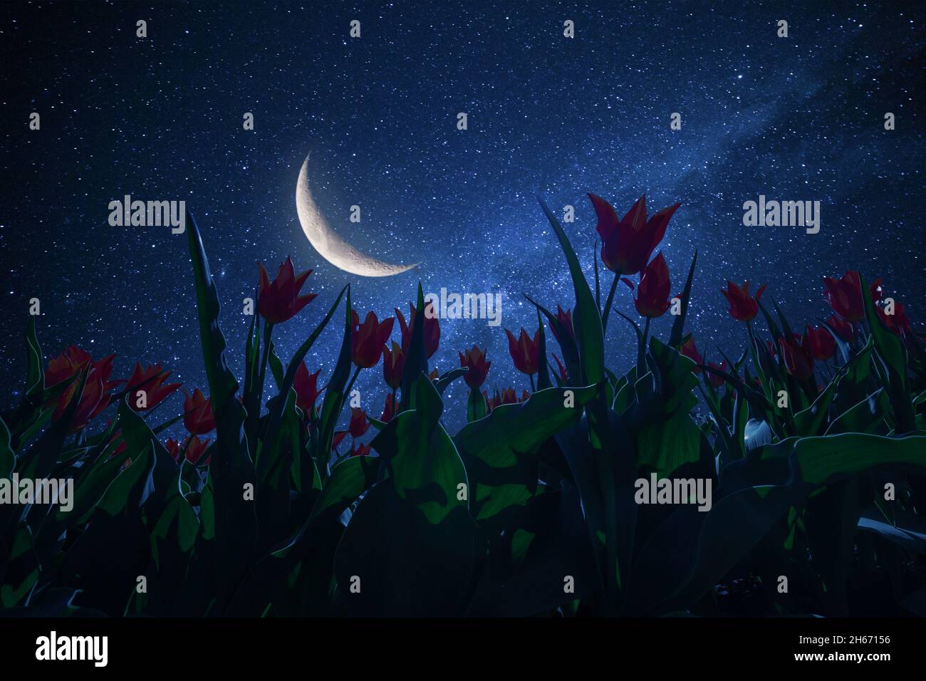 Night landscape with tulips meadow, stars and distant galaxies above. Miky way and moon Stock Photo
