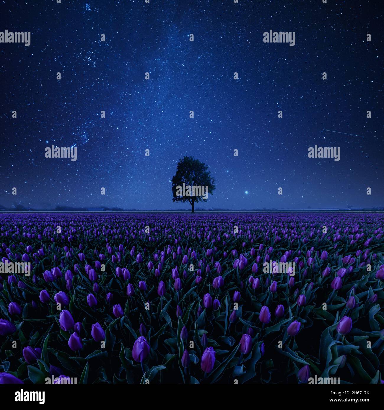 Night field of tulips and lonely tree. Landscape with stars, moon and flowers Stock Photo