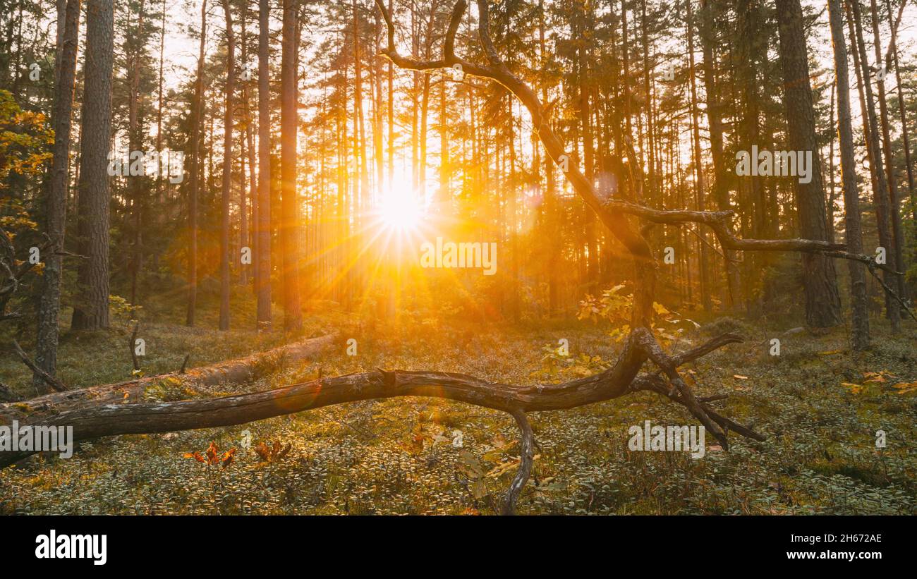 4k time lapse sunshine through hi-res stock photography and images - Alamy