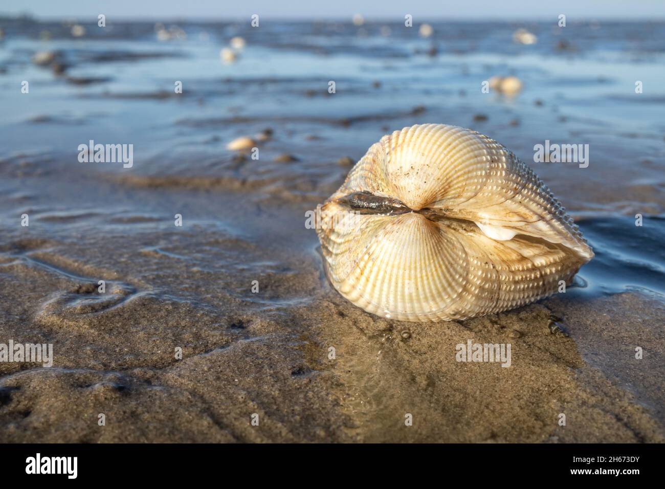 cockle in the Wadden Sea in Cuxhaven, Germany Stock Photo