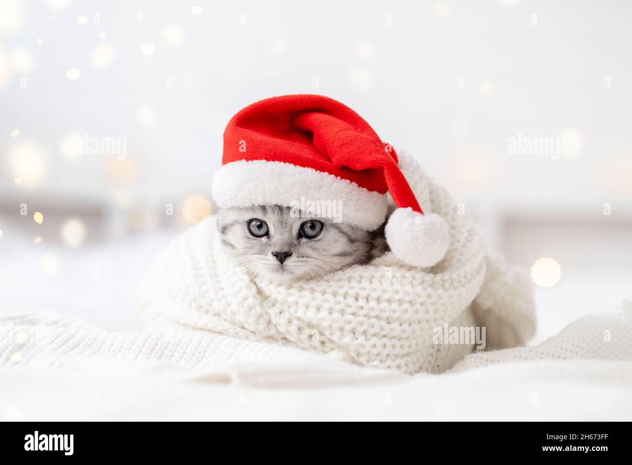 Christmas cat card Little curious funny striped Scottish fold kitten in Christmas red Santa hat on white bed at home Stock Photo