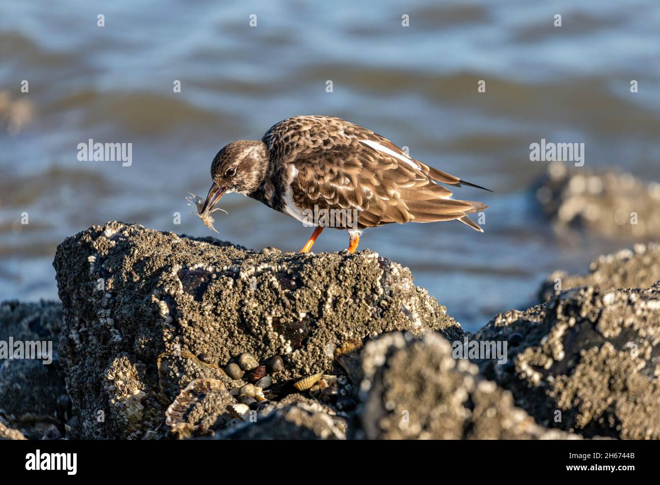ruddy turnstone (Arenaria interpres) in non-breeding plumage with captured brown shrimp in the beak on the shores of the North Sea Stock Photo
