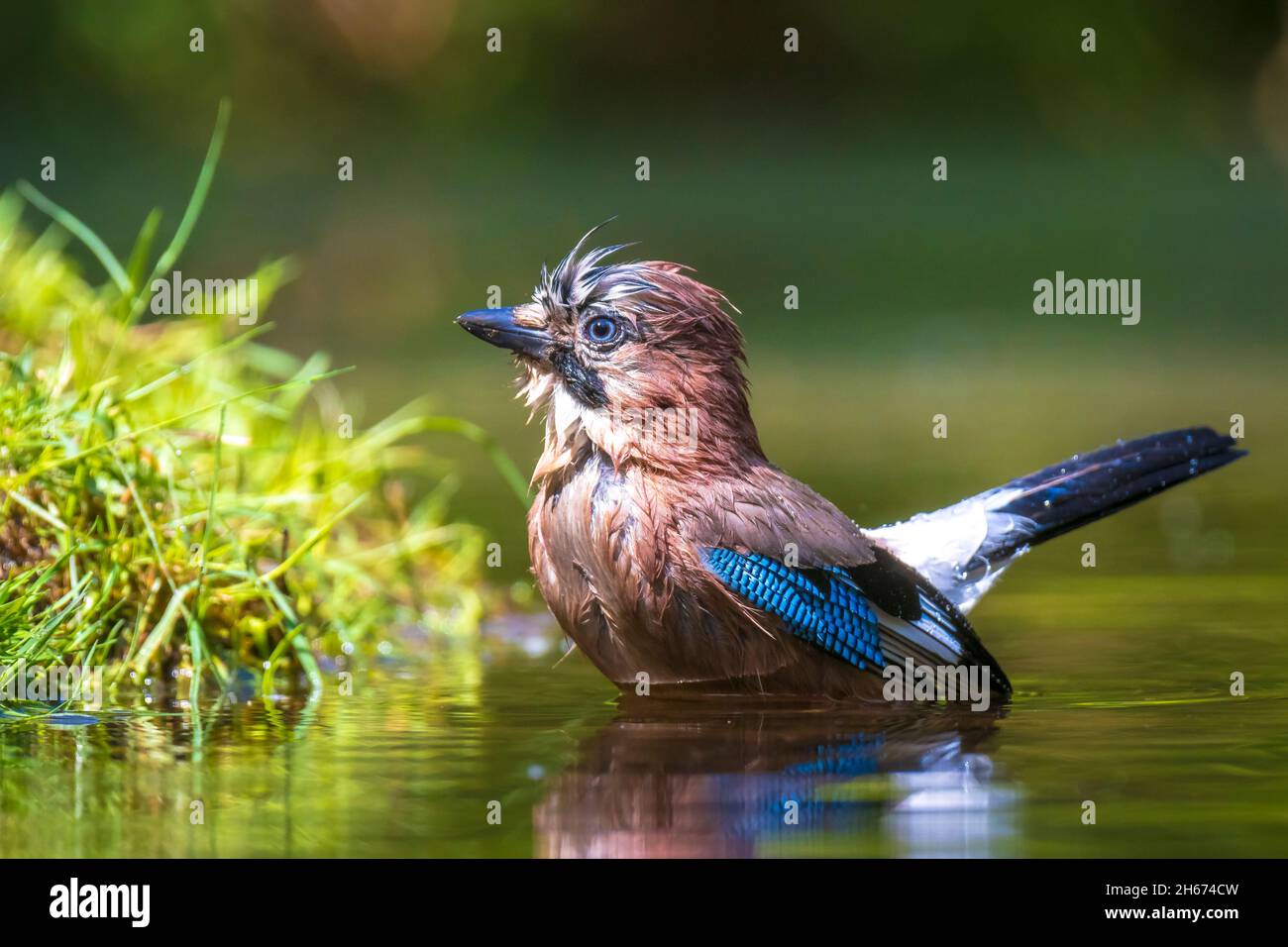 Closeup of a wet Eurasian jay bird Garrulus glandarius washing, preening and cleaning in water. Selective focus and low poit of view Stock Photo