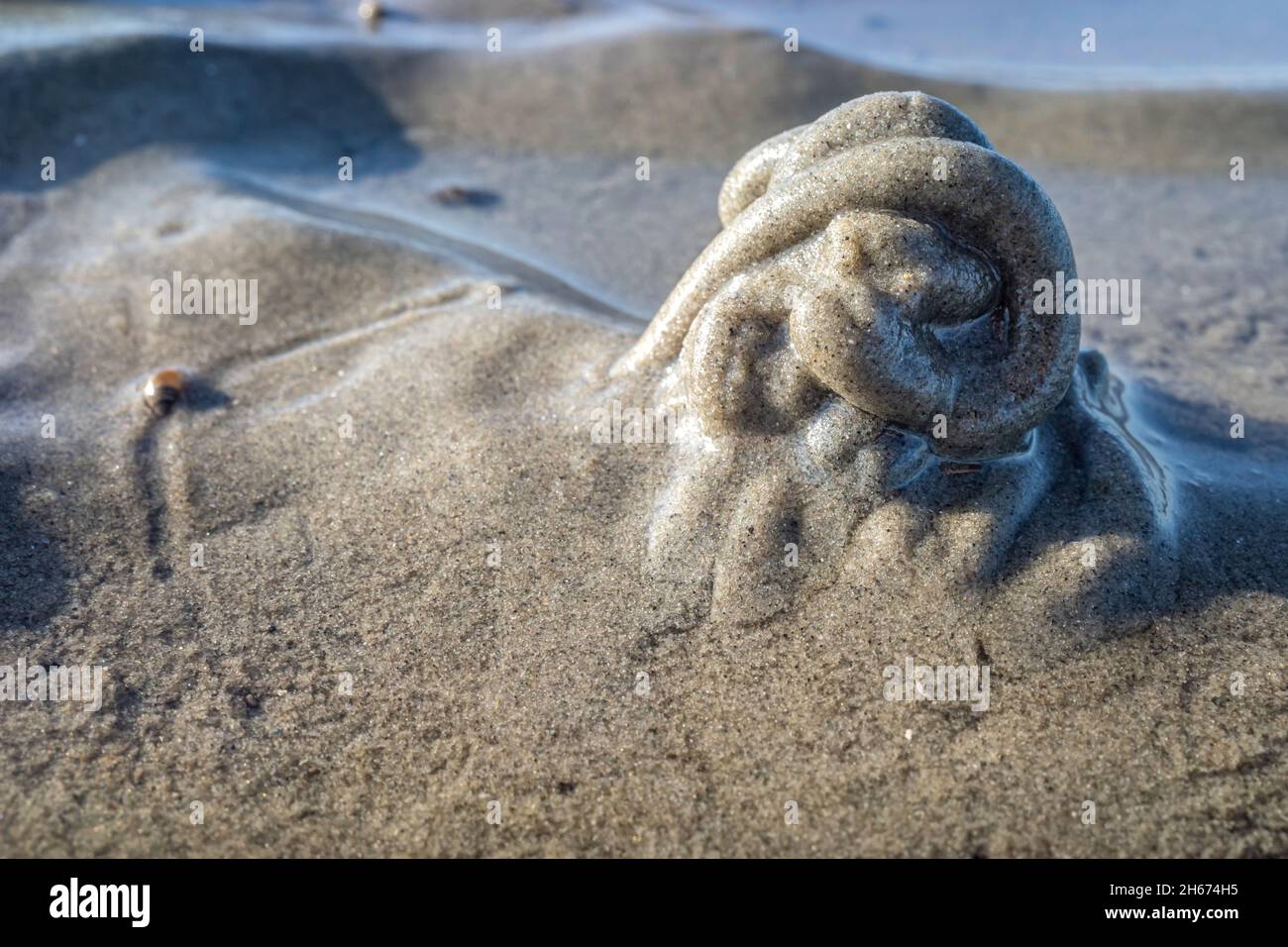 Lungworm hi-res stock photography and images - Alamy