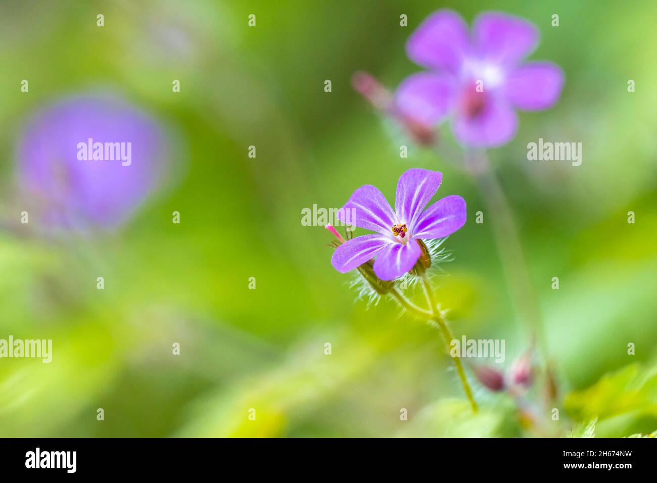 Closeup of the Geranium robertianum flower, known as herbRobert, red robin, death come quickly