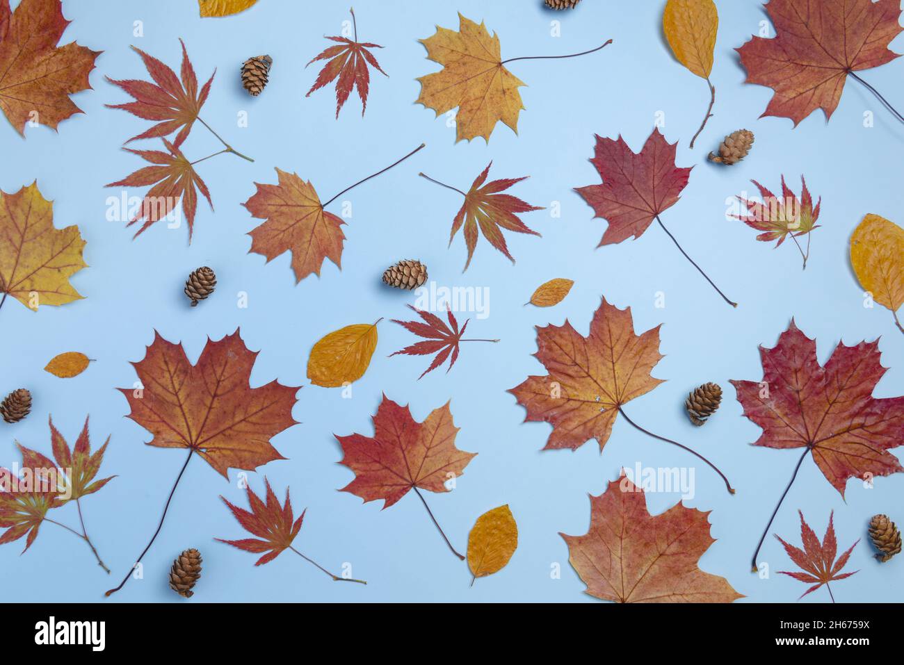 Autumn composition. Dried leaves on pastel blue background. Autumn, fall, winter concept. Flat lay, top view, copy space Stock Photo