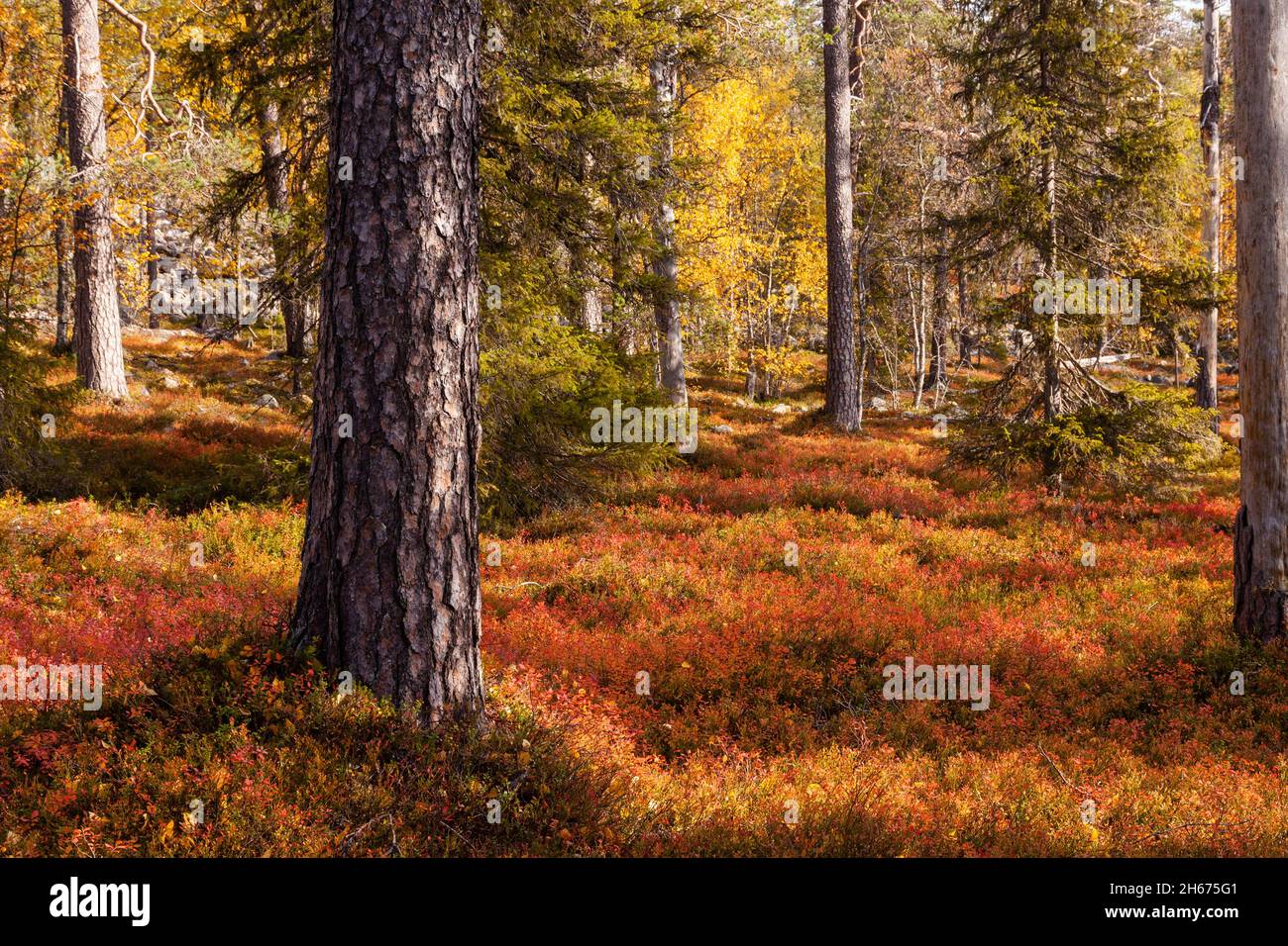 An autumnal old-growth taiga forest with warm and colorful forest floor during fall foliage in Northern Finland near Salla. Stock Photo