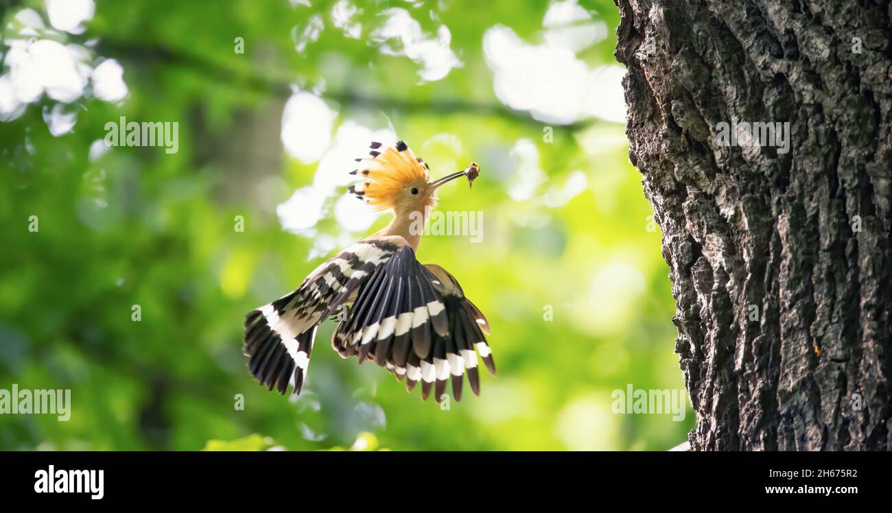 Beautiful Hoopoe carries food to the female nest, the best photo Stock