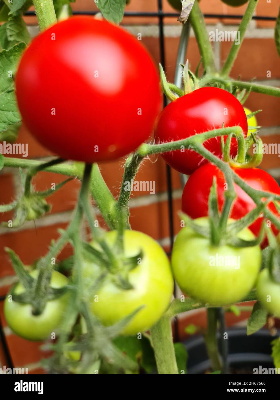 Some big red and green tomatoes on a bush growing at the wall of a ...