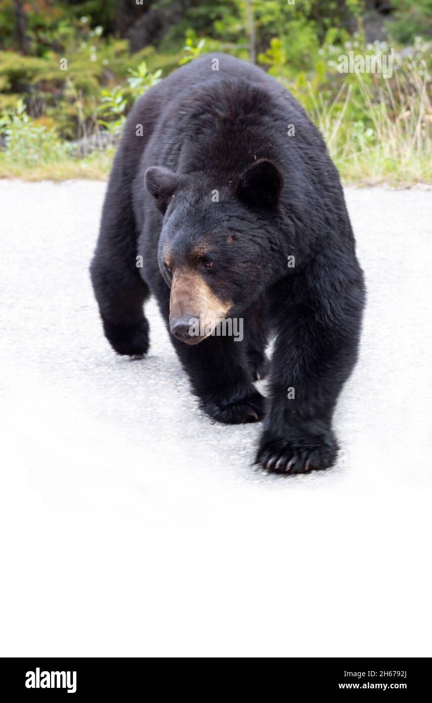 Drunk looking black bear walking funny stumbling sideways on road, green background at top, white at bottom Stock Photo